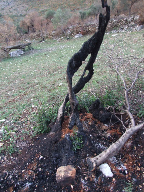 olivo-bruciato-2.jpg