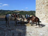 cavalli-alla-fontana.JPG