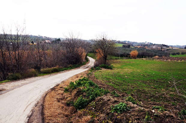 FrancigenaLarino2