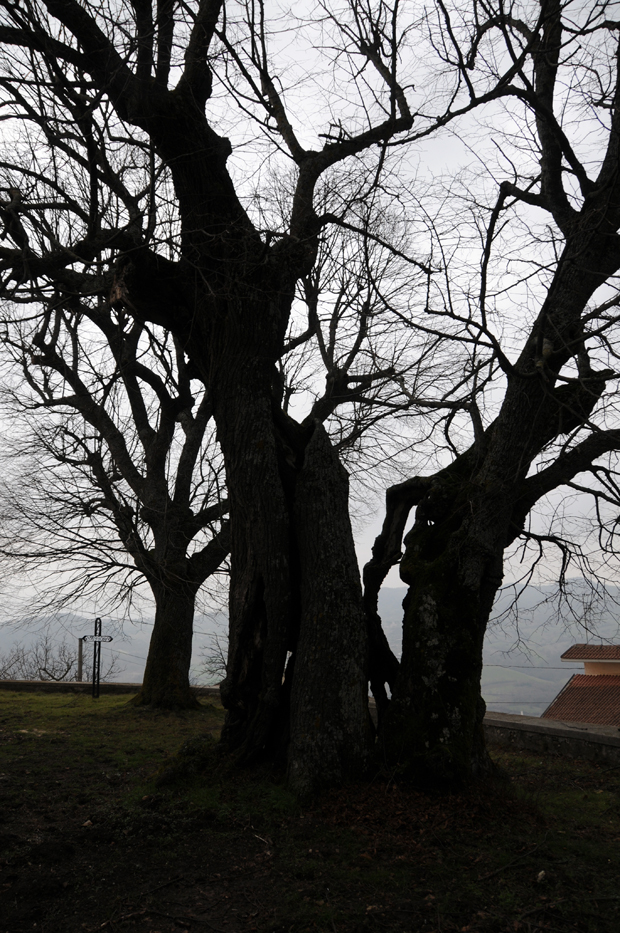 DSC_2325 copia