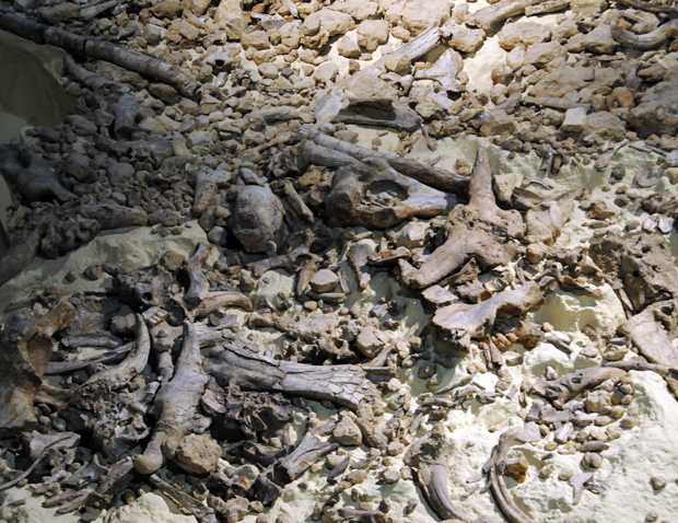 Trovato il dente del figlio dell’Homo Aeserniensis. Aveva ragione Mario Di Nezza